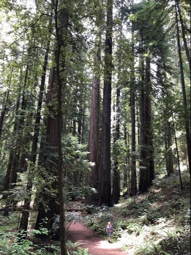 old growth forest, redwoods, Montgomery Woods State Reserve, northern california, forest bathing