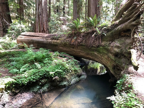 redwoods, old growth forest, medocino, Montgomery Woods, natural environment, health, stress relief, forest bathing