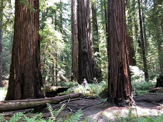 Montgomery Woods State Reserve, mendocino, old growth forests, redwoods, natural environment, health, stress, 